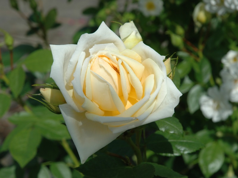 Rosa 'Countess of Wessex'-0
