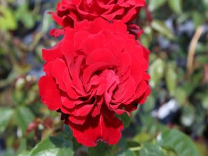 Rosa Crimson Cascade ('Fryclimbdown')-0