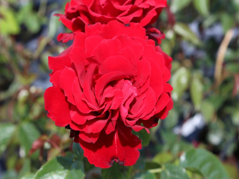 Rosa Crimson Cascade ('Fryclimbdown')-0