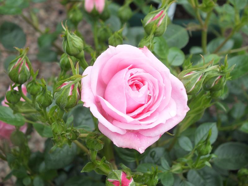 Rosa Diamond Wishes ('Poulhi011')-10566