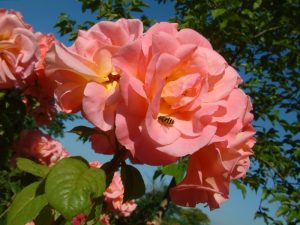 Rosa 'Evelyn May'-0
