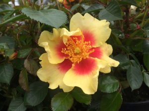 Rosa floribunda Eye of the Tiger 'Chewbullseye'-0