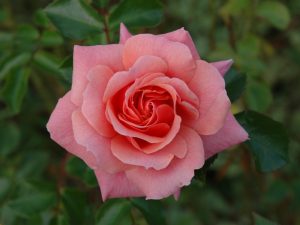 Rosa 'Festive Jewel'-0
