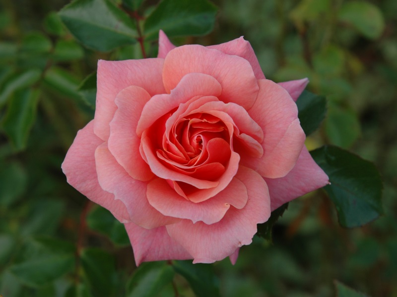 Rosa 'Festive Jewel'-0