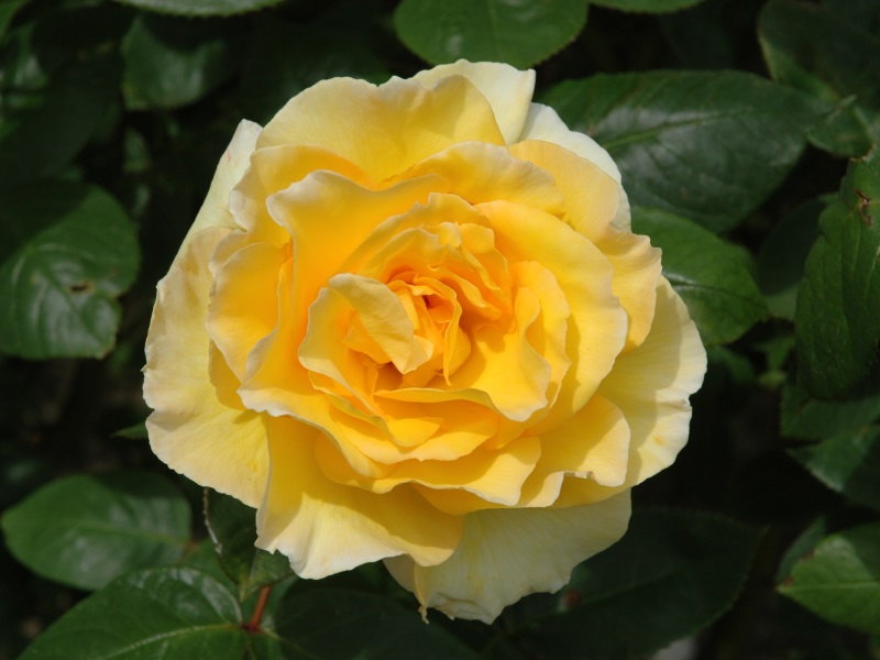 Rosa 'Grosvenor House'-0