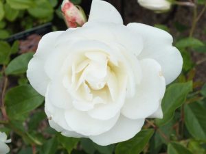 Rosa 'Iceberg Climber'-0