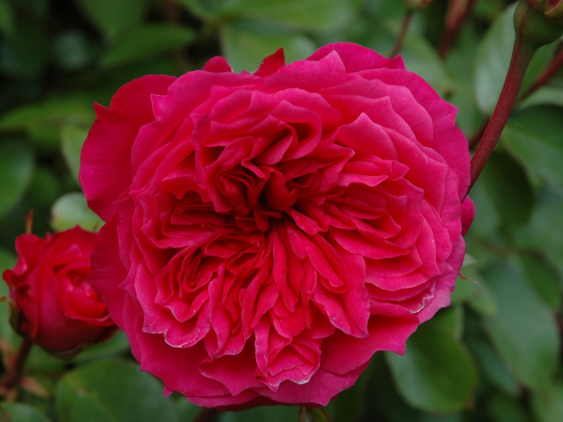 Rosa 'Ivor's Rose'-0