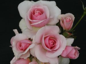 Rosa floribunda Let There Be Love 'Frysoda'-0