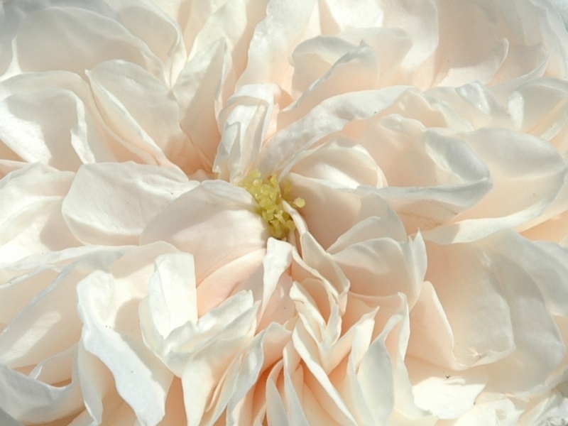 Rosa 'Macmillan Nurse'-10755