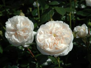 Rosa 'Macmillan Nurse'-0