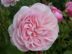 Rosa 'Our Beth'-0