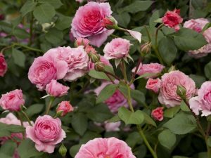 Rosa 'Pippin'-0