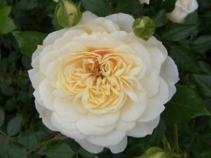 Rosa 'Queen's Jubilee Rose'-0