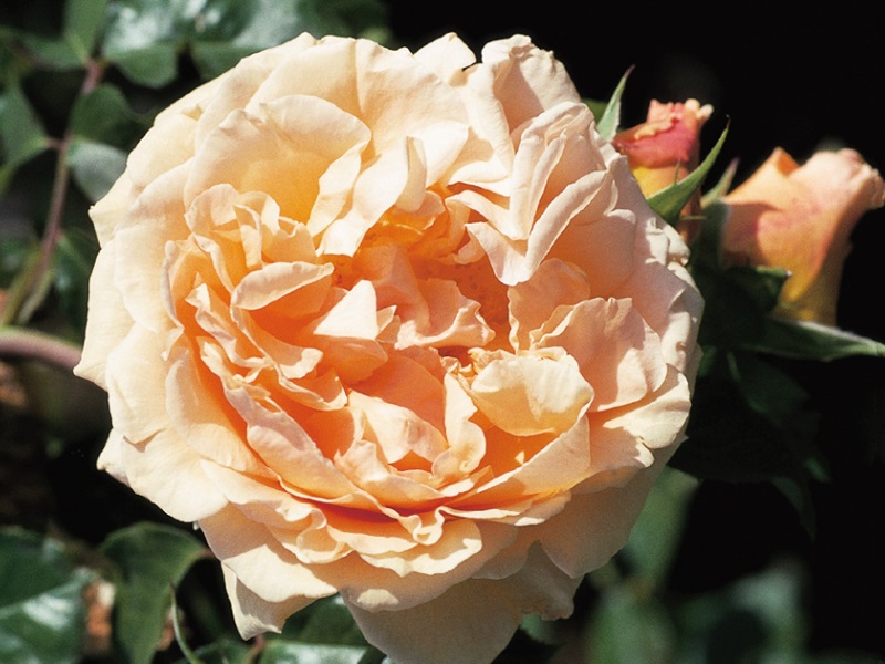 Rosa 'Raymond Carver'-0