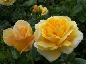 Rosa floribunda 'Togmeister'-0