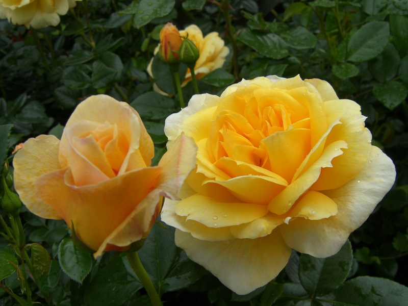 Rosa floribunda 'Togmeister'-0