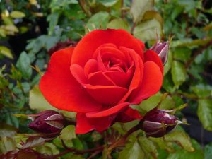 Rosa floribunda Trumpeter 'Mactru'-0