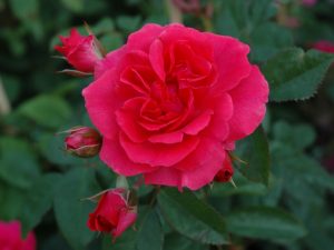 Rosa 'Wymondham Abbey'-0