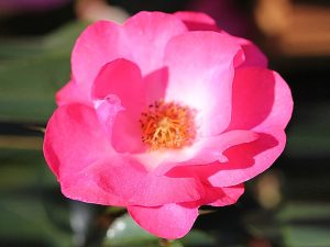 Rosa floribunda Rosy Cheeks 'Noa200051'-0