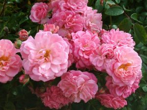 Rosa 'Rural England'-0