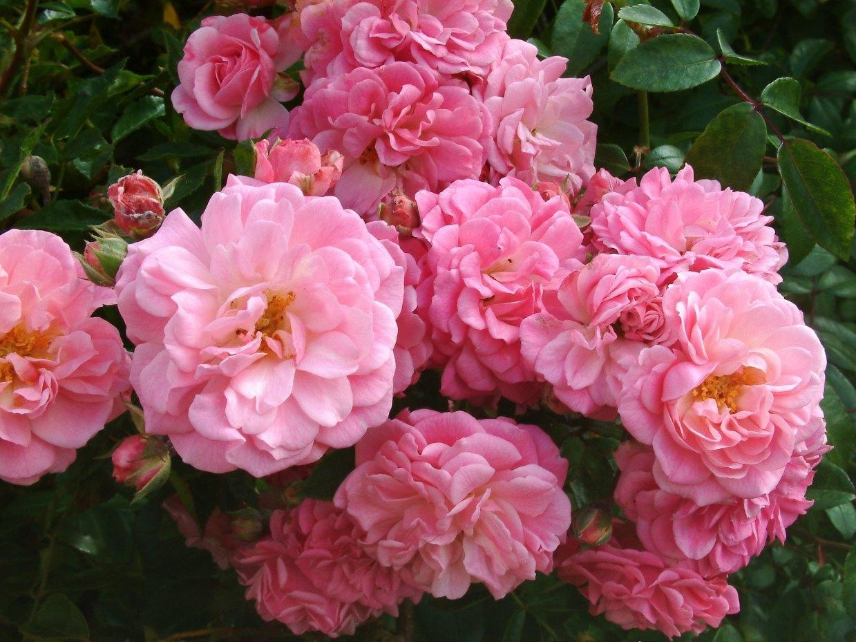 Rosa 'Rural England'-0