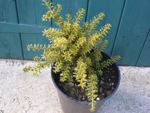 Podocarpus nivalis 'Otari'-0