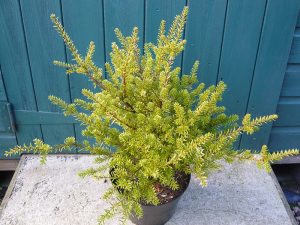 Podocarpus x 'Chameleon'-0