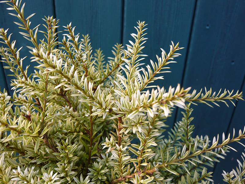 Podocarpus x 'Chameleon'-10680