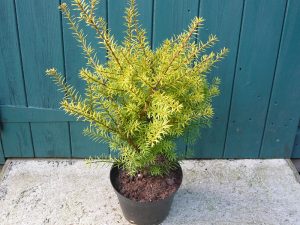 Podocarpus x 'Golden Lady'-0