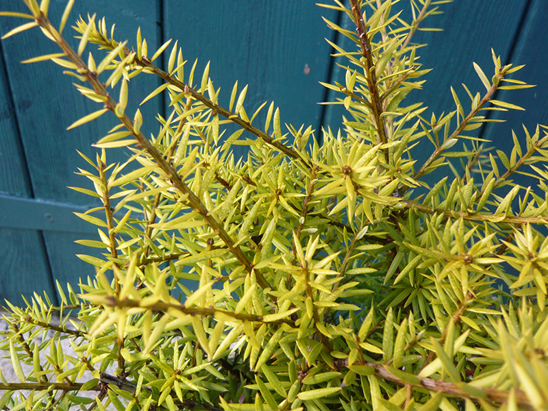 Podocarpus x 'Golden Lady'-10679