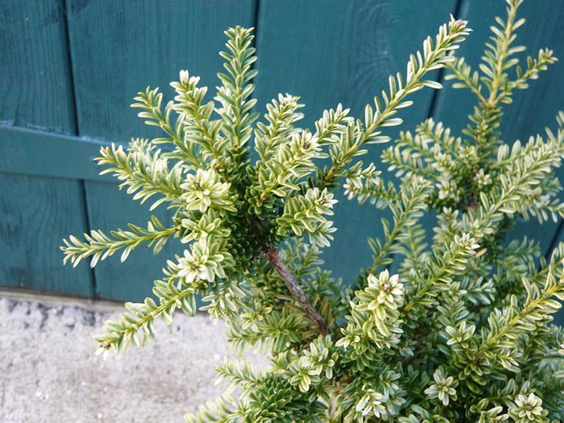 Podocarpus x 'Kilworth Cream'-10682