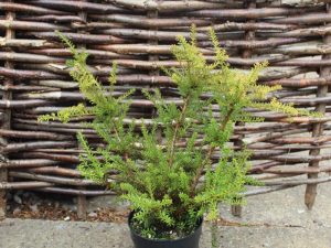 Podocarpus x 'Orangeade'-0
