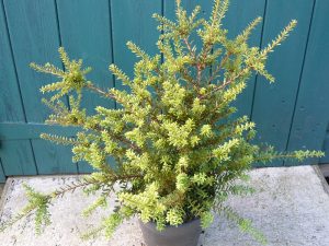 Podocarpus x 'Red Embers'-0