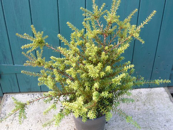 Podocarpus x 'Red Embers'-0