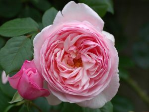 Rosa 'St Ethelburga'-0