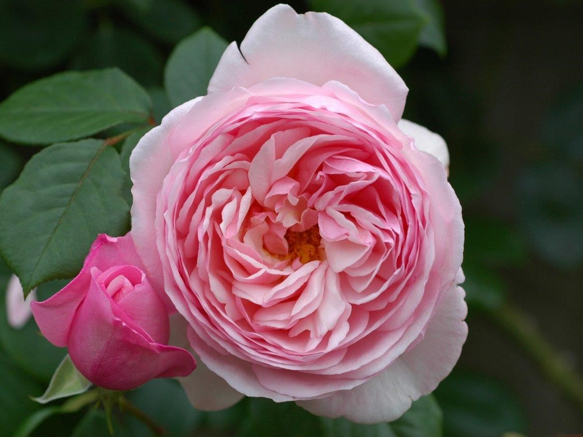 Rosa 'St Ethelburga'-0
