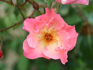 Rosa 'Summer Wine'-0