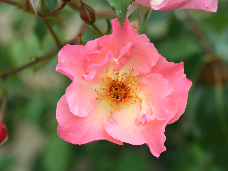Rosa 'Summer Wine'-0