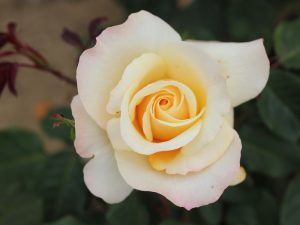 Rosa Hybrid Tea Sunny Sky 'Koraruli'-0