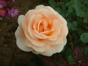 Rosa 'The Churchill Rose'-0