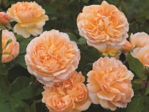 Rosa 'The Lady Gardener' ® (Ausbrass)-0