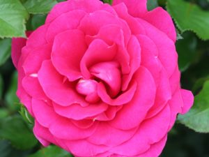 Rosa floribunda Truly Loved 'Poulpal044'-0