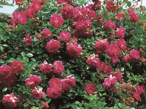 Rosa 'Alexandre Girault'-0