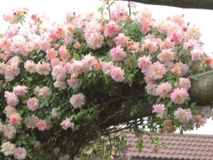 Rosa 'Phyllis Bide'-0