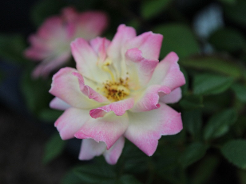 Rosa 'Phyllis Bide'-11960