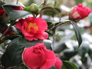Camellia japonica 'Blood of China'-0