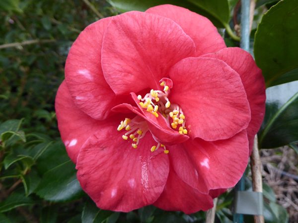 Camellia japonica 'Apollo'-11288