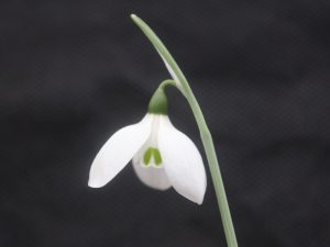 Galanthus elwesii 'Deer Slot'-0