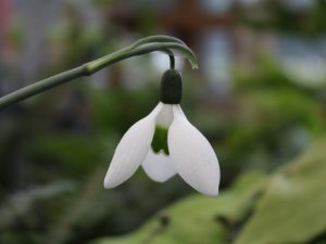 Galanthus elwesii 'Remember Remember'-0