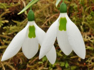 Galanthus elwesii 'Kite'-0